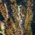 pipefish_ghost_robust_bhr_tam_v_0670_bal6631.jpg